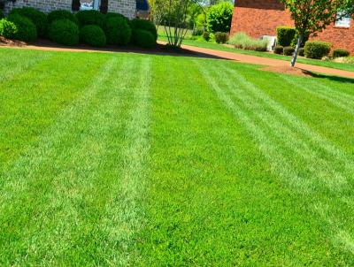 A gorgeous thick, green lawn A gorgeous thick, green lawn