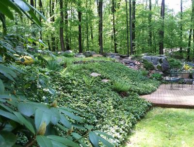 Large scale Pachysandra groundcover planting in Schwenksville, PA Large scale Pachysandra groundcover planting in Schwenksville, PA