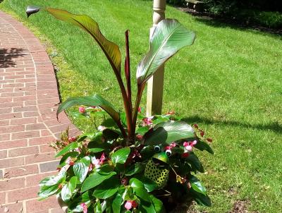 Guests are treated to this handsome pot at the beginning of this walkway in Schwenksville, PA Guests are treated to this handsome pot at the beginning of the walkway in Schwenksville, PA