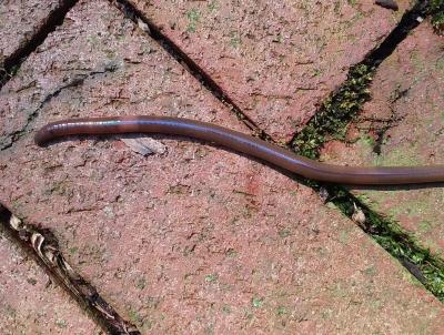 Notice the creamy white band (Clitellum) around the body of this Asian Jumping Worm.  This worm is almost 6 inches long.
