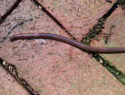 Notice the creamy white band (Clitellum) around the body of this Asian Jumping Worm. This worm is almost 6 inches long. Notice the creamy white band (Clitellum) around the body of this Asian Jumping Worm. This worm is almost 6 inches long.
