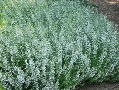 Calamintha Nepeta. Photo Credit: Walters Gardens Calamintha Nepeta. Photo Credit: Walters Gardens