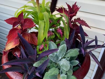 Newly planted container for the sun. Newly planted container for the sun.