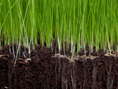 Aeration & Oversedding Aeration & Overseeding