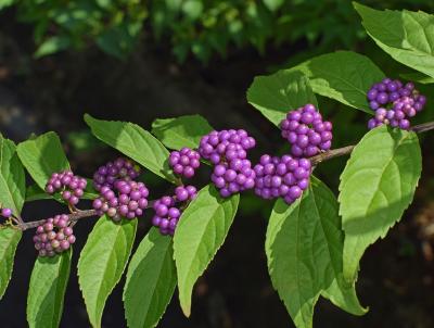 Beautyberry. Pixabay photo Beautyberry. Pixabay photo