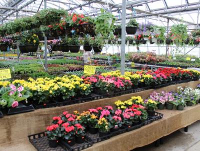 Annuals galore to choose from. Annuals galore to choose from.