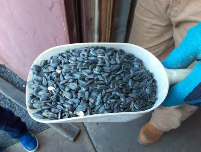 Black-Oil Sunflower Seeds Black-Oil Sunflower Seeds