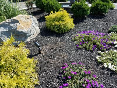 A fresh layer of mulch adds beauty to landscape planting in addition to so many other benefits. A fresh layer of mulch adds beauty to landscape planting in addition to so many other benefits.