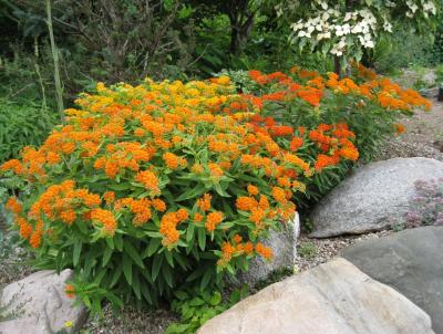 Butterfly Milkweed (Asclepias tuberosa) Butterfly Milkweed (Asclepias tuberosa)