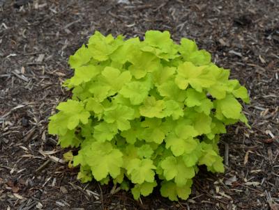 Heuchera 'Citonelle'. Courtesy of Mt. Cuba Heuchera 'Citonelle'. Courtesy of Mt. Cuba
