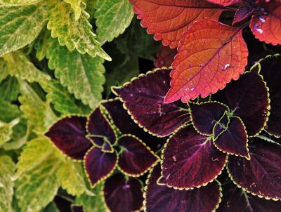 Many wonderful colors of Coleus to choose from.