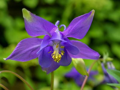Native Columbine. Photo Pixabay Native Columbine. Photo Pixabay