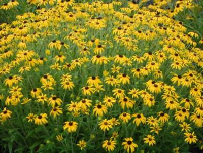 Rudbeckia 'American Gold Rush'.  Courtesy of All-American Selections