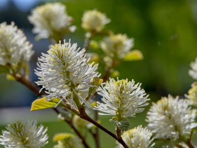 Fothergilla in Spring. Fothergilla in Spring.