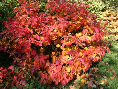 Fothergilla major Fothergilla major