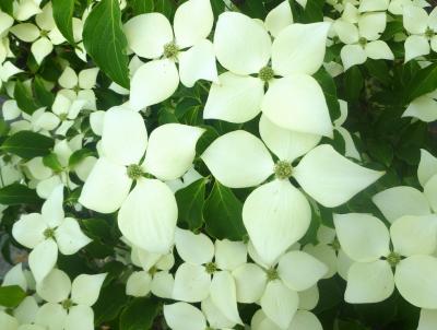 Photo Credit: Heritage Seedlings; Kousa Dogwood 'Greensleeves' Photo Credit: Heritage Seedlings; Kousa Dogwood 'Greensleeves'