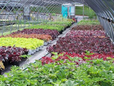 Heuchera house Heuchera house
