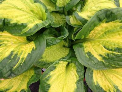 Hosta 'Etched Glass'. Photo courtesy of Proven Winners Hosta 'Etched Glass'. Photo courtesy of Proven Winners