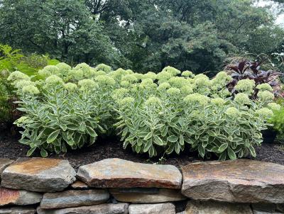 Taller Sedum Taller Sedum