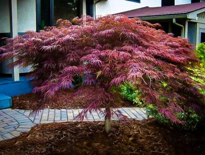 Japanese Maple. Photo Credit: The Tree Center Japanese Maple. Photo Credit: The Tree Center