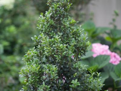 Japanese Holly Illex Crenata. Photo: Proven Winners Japanese Holly Ilex Crenata. Photo: Proven Winners
