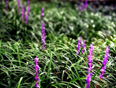 Liriope. Courtesy of Pixabay Liriope. Courtesy of Pixabay