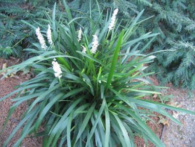 Liriope muscari. Photo Credit: Longwood Gardens Liriope muscari. Photo Credit: Longwood Gardens