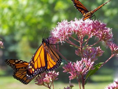 Monarch butterflies feeding on milkweed.  Pixabay Photo