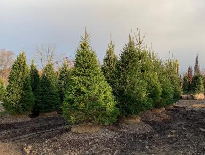 Norway Spruce. Photo credit: Harmony Hill Nursery Norway Spruce. Photo credit: Harmony Hill Nursery