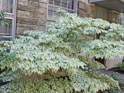 'Wolf Eyes' Kousa Dogwood. Photo Credit: Pennsylvania Horticultural Society 'Wolf eyes' Kousa Dogwood. Photo Credit: Pennsylvania Horticultural Society
