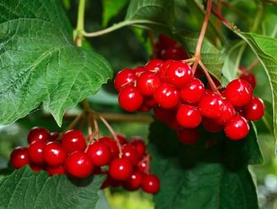 Viburnum berries.  Photo Image: Pixabay