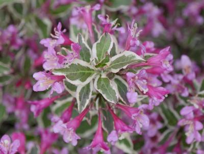 Weigela, My Monet Purple. Photo: Proven Winners Weigela, My Monet Purple. Photo: Proven Winners