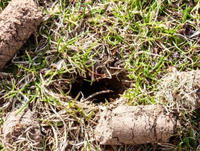 Soil plugs after aeration. Photo Credit: Holganix Soil plugs after aeration. Photo Credit: Holganix