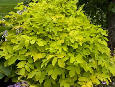 Perennial Plant for the Year 2020 - Aralia Cordata 'Sun King'.     Photo courtesy of Proven Winners