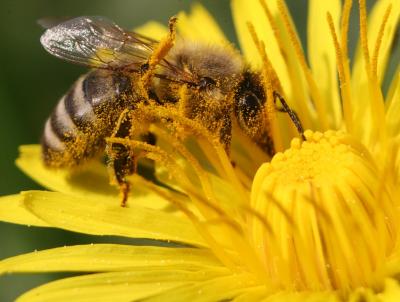 Bees carry pollen over their entire body as they fly from flower to flower. Pixabay photo Bees carry pollen over their entire body as they fly from flower to flower. Pixabay photo