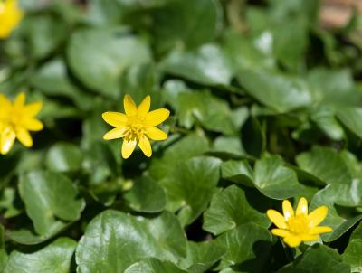 Lesser Celandine or Fig Buttercup Lesser Celandine or Fig Buttercup