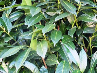 Cherry Laurel. Photo: Pixabay Cherry Laurel. Photo: Pixabay
