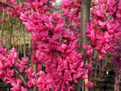 Cercis Canadensis 'Appalachian Red' (Native Redbud). Photo Credit: Lisa Strovinsky Cercis Canadensis 'Appalachian Red' (Native Redbud). Photo Credit: Lisa Strovinsky