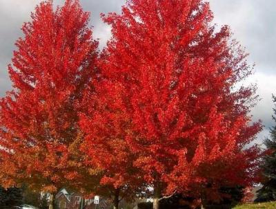 Autumn Blaze Freeman Maple.  Photo courtesy of Pennsylvania Horticultural Society.