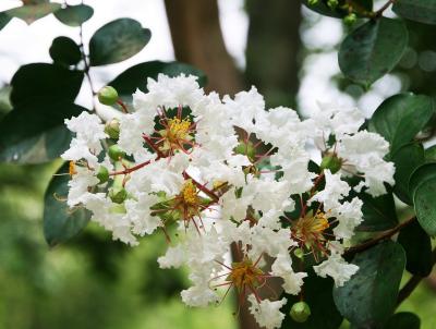 Crape Myrtle blossom. Pixabay photo Crape Myrtle blossom. Pixabay photo