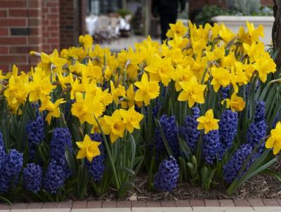 Daffodil and Hyacinth Combination.  Credit: colorblends.com  