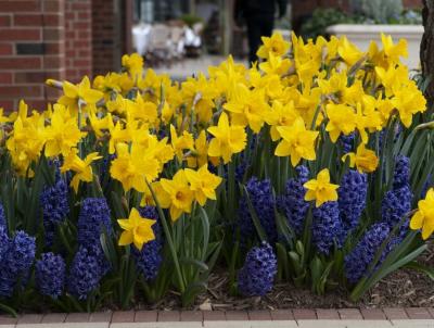 Daffodil and Hyacinth Combination. Credit: colorblends.com Daffodil and Hyacinth Combination. Credit: colorblends.com