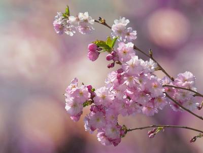 Cherry Tree Blossom. Pixabay Image Cherry Tree Blossom. Pixabay Image
