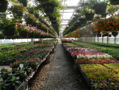 Look for these no-hassle annuals at your favorite garden center. Look for these no-hassle annuals at your favorite garden center.