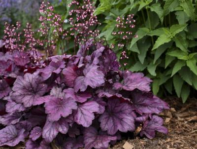 Wild Rose Heuchera. Photo credit: Proven Winners Wild Rose Heuchera. Photo credit: Proven Winners