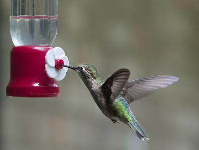 Hummingbird Feeder Hummingbird Feeder