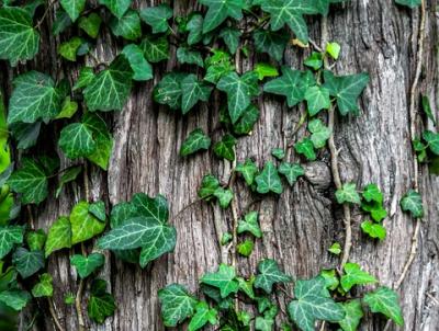 Ivy climbs up a tree with suction-cup-like roots called 'hold fasts'. Ivy climbs up a tree with suction-cup-like roots called 'hold fasts'.