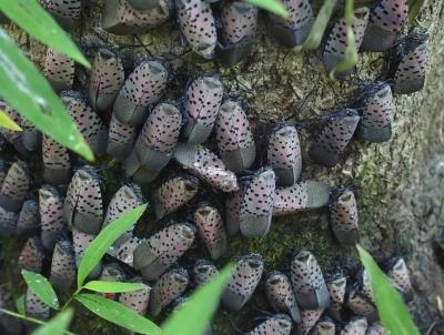 Spotted Lanternflies. Photo Penn State Ext. Spotted Lanternflies. Photo: Penn State Ext.