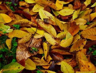 Thick covering leaves will have a negative impact on your lawn.