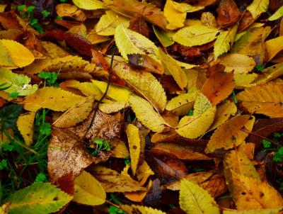 Thick covering leaves will have a negative impact on your lawn. Thick covering leaves will have a negative impact on your lawn.